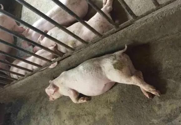 猪胀肚子是什么原因,猪胀肚怎么办