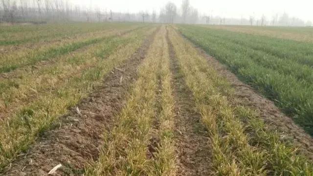 小麦缺肥发黄怎么办,小麦根发黄是什么病