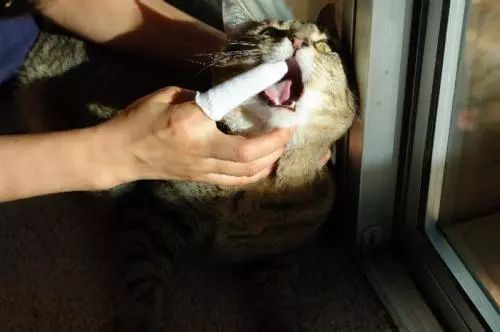猫咪刷牙怎么做,猫咪刷牙正确教程