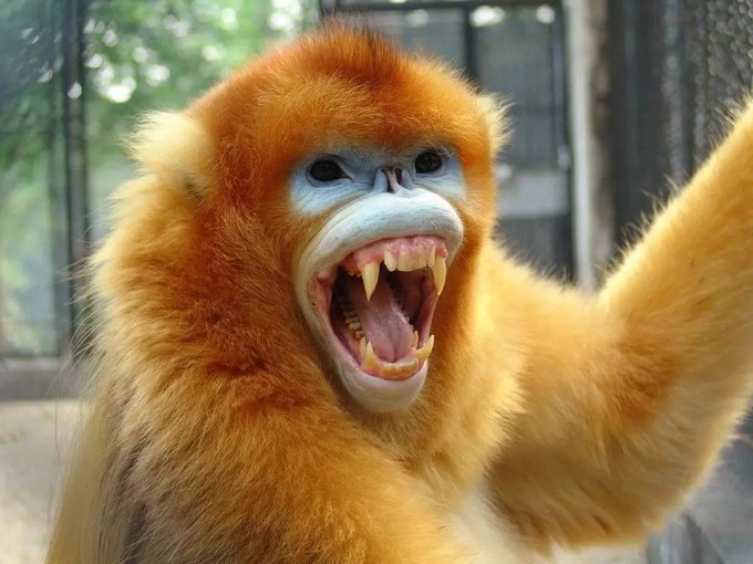 广州长隆野生动物世界的奇幻之旅,番禺长隆野生动物园1天旅游攻略