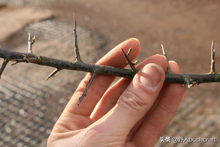 野外diy鱼钩,在野外制作鱼钩