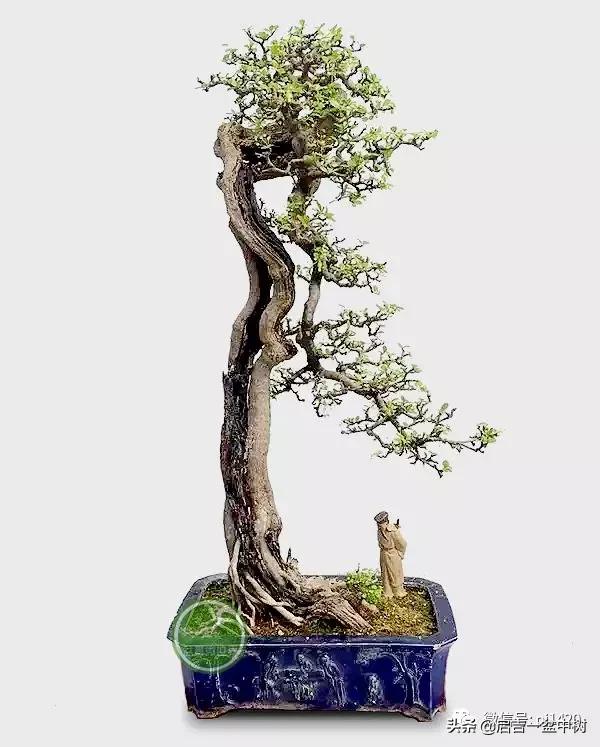 盆景跌价,盆景跌枝怎么解决