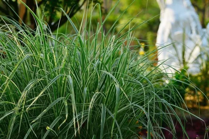 驱蚊草真的可以驱蚊子吗,驱蚊草能治蚊虫吗