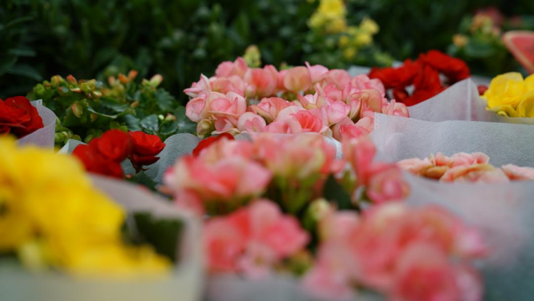 乌鲁木齐附近最便宜的花市,乌鲁木齐市花街在哪里