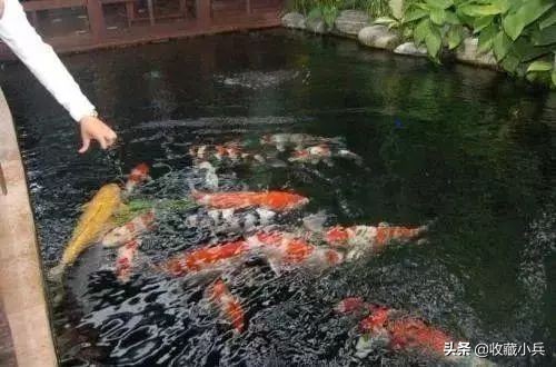 养锦鲤的十大注意事项,养锦鲤的10大忌