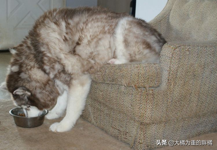 犬界中哪些狗狗性格最温顺,狗界中六种智商比较低的狗狗