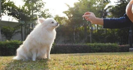 教你正确训练狗狗的方法,训练狗狗的各种技巧免费