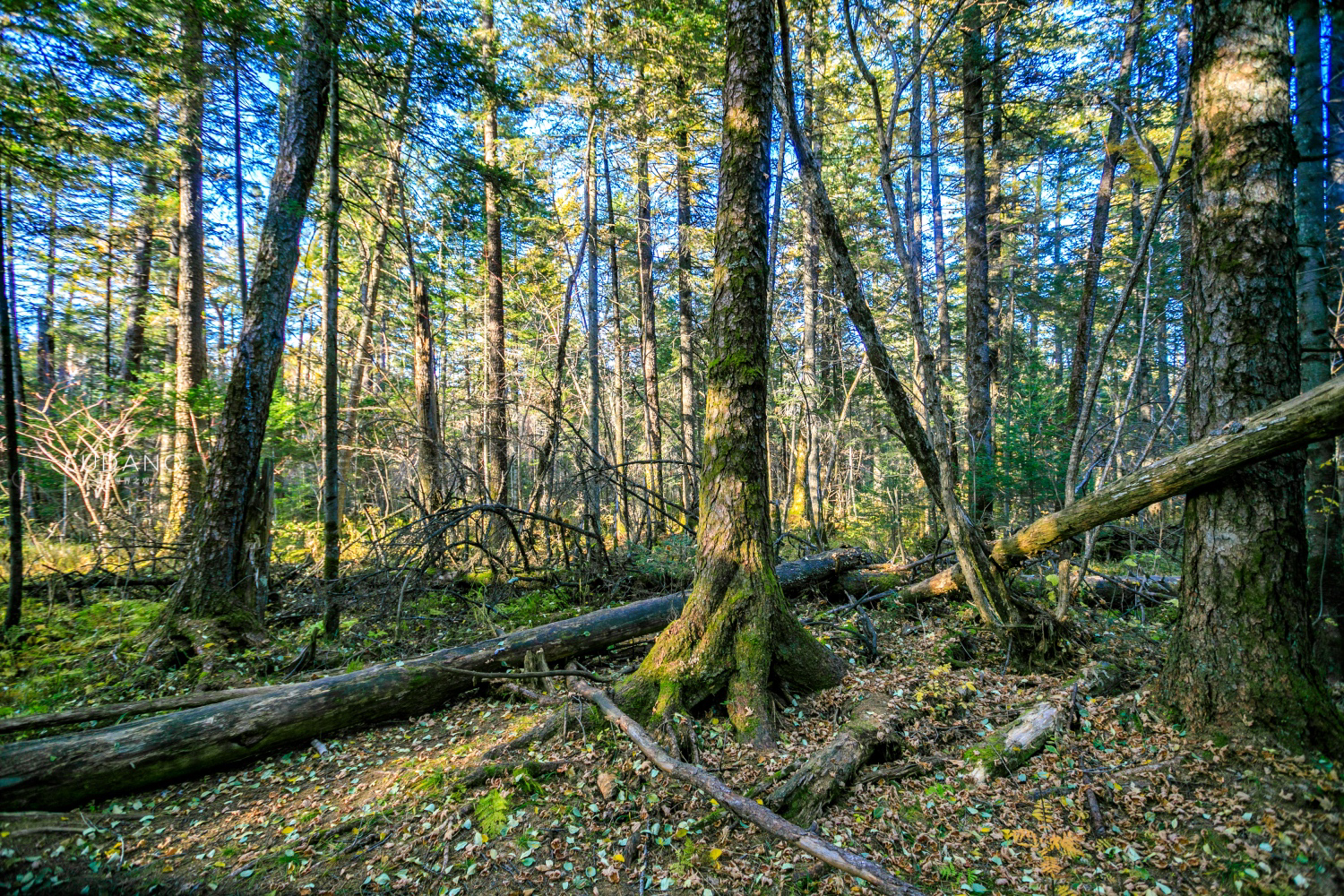 长白山百年野生人参为什么贵,长白山人参最好在哪里