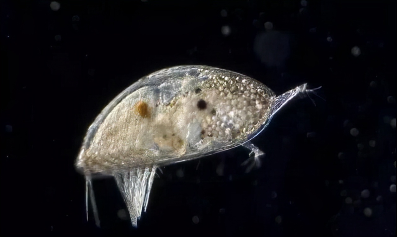 藤壶为什么让鲸鱼和海龟讨厌呢,海中让人唾弃的藤壶