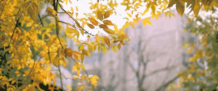 有什么形容秋天的英语单词,描写秋天的英文单词和句子简短