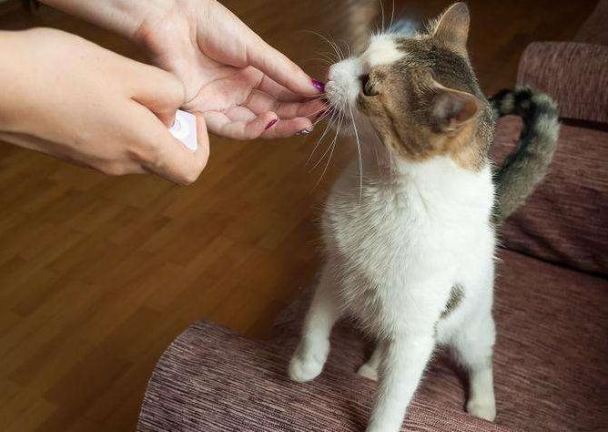 猫咪舔自己的尾巴尖什么原因,猫咪一直舔毛是什么原因