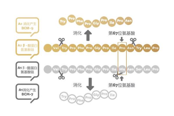 a2牛奶的营养成分,a2牛奶解决乳糖不耐受吗