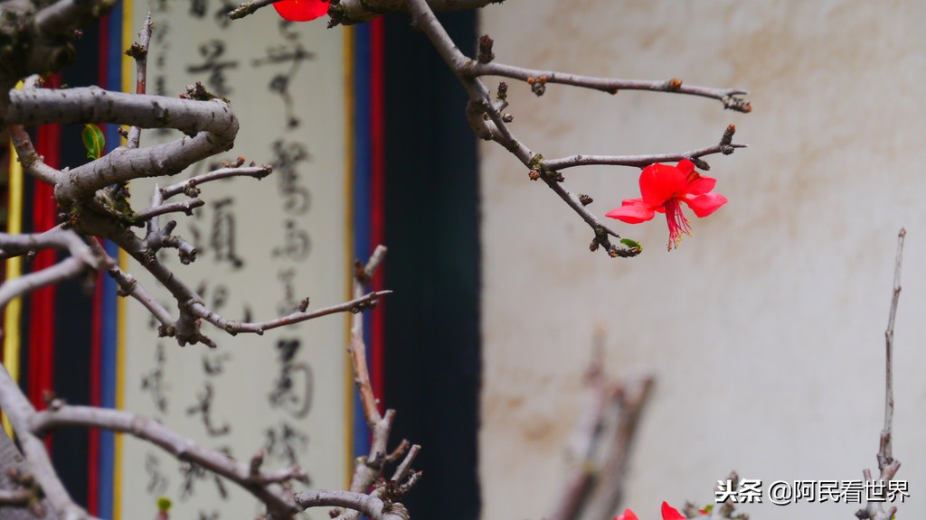 云南普者黑元阳坝美6天旅游攻略,云南建水普者黑旅游路线