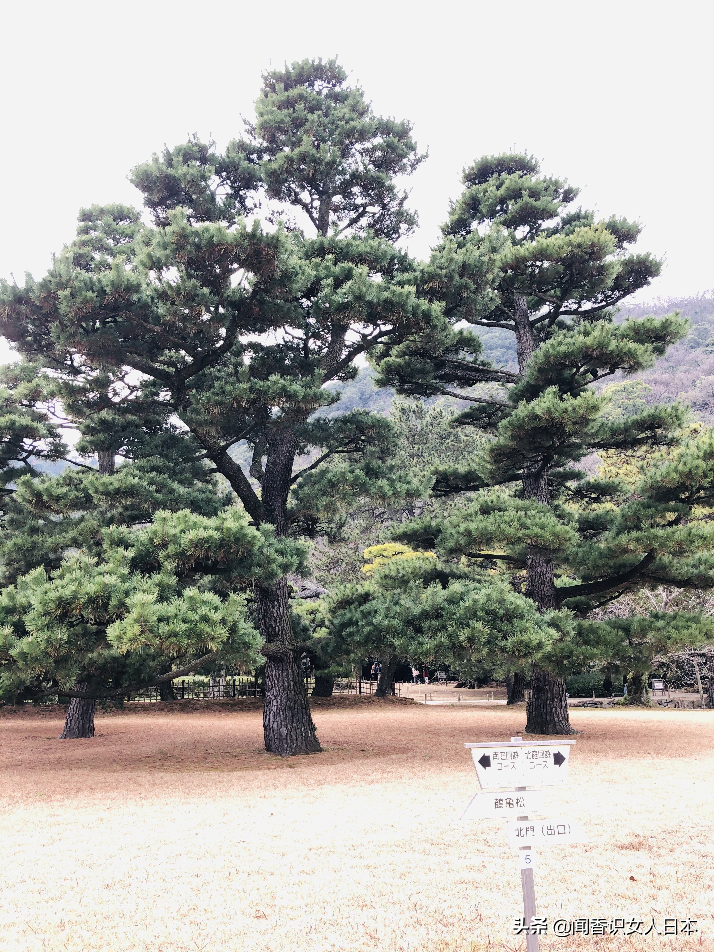 日本的米其林三星餐厅,日本米其林三星参观