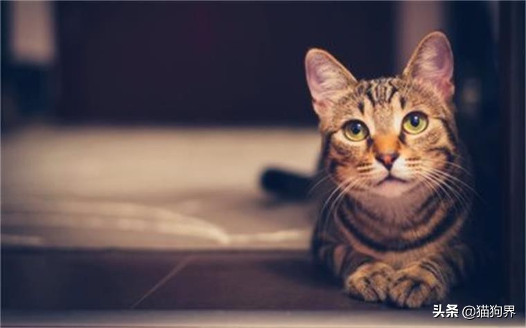 猫主子厌食怎么解决,猫主子病了怎么办