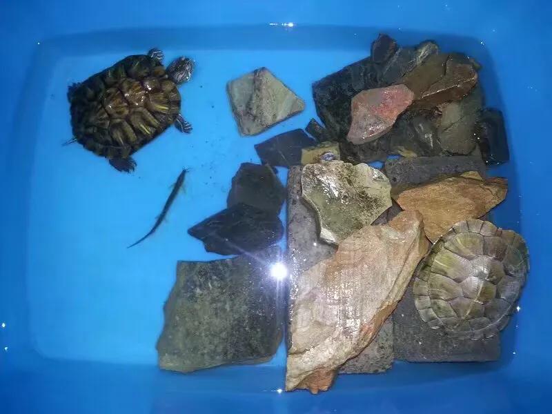 那些年我们养的小动物,盘点这些年我养过的动物