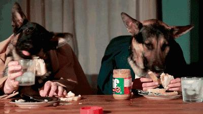 狗狗吞食异物怎么办啊,狗狗卡异物什么症状