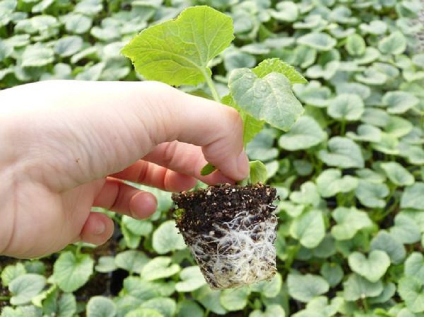 薄皮甜瓜育苗教程,薄皮甜瓜嫁接方法