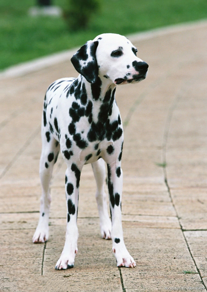 101斑点狗中哪些是亲生的狗狗,101斑点狗中涉及到的狗