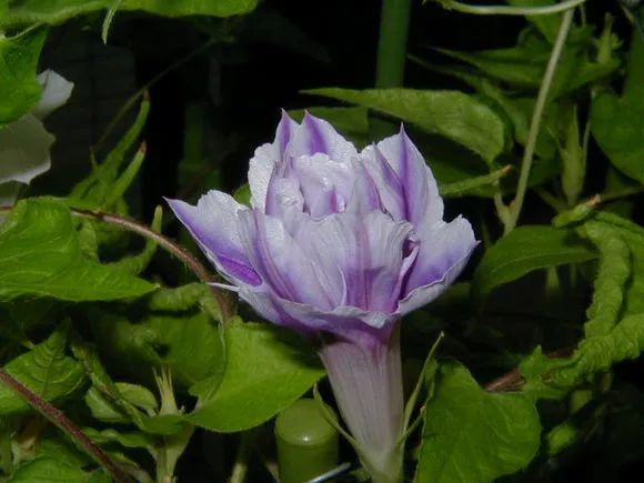 牵牛花到处游,牵牛花随便种