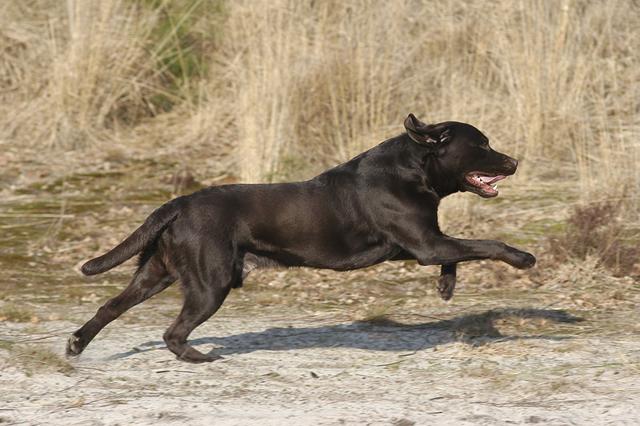 养狗的20大坏处视频,养狗黑背值得养吗