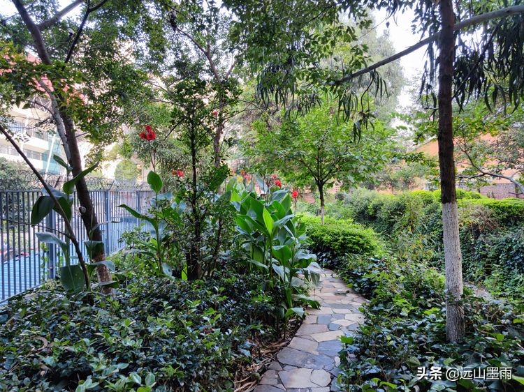 绿树成荫林荫小道,绿树成荫的小路视频