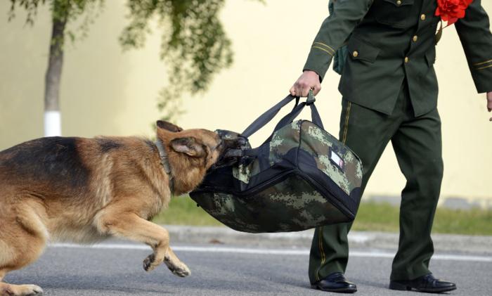 狗狗会想念原来的主人吗,狗狗想念主人回家音频