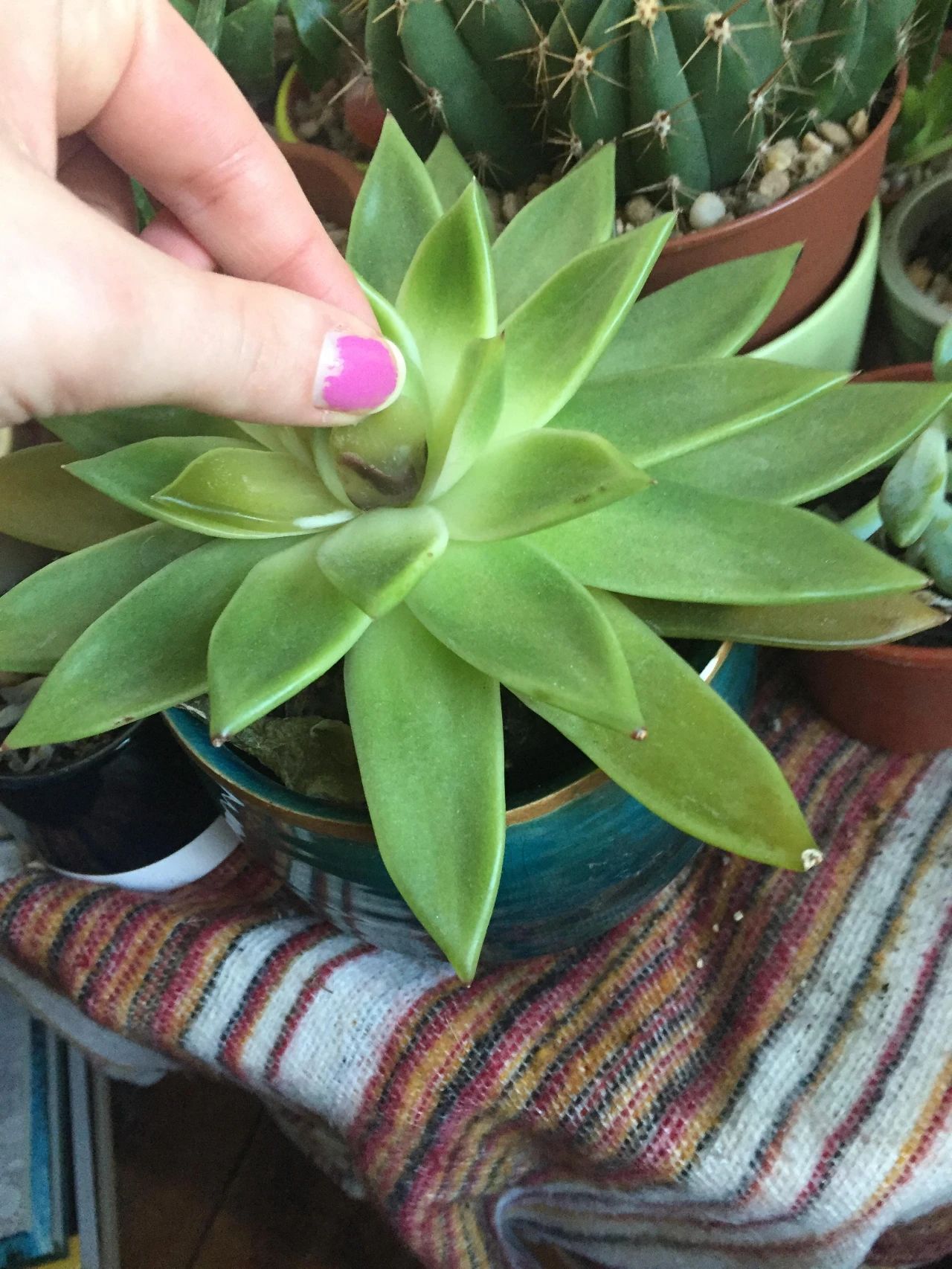 让多肉盆栽蓬勃生长的6个妙招,多肉盆栽夏季怎么养护