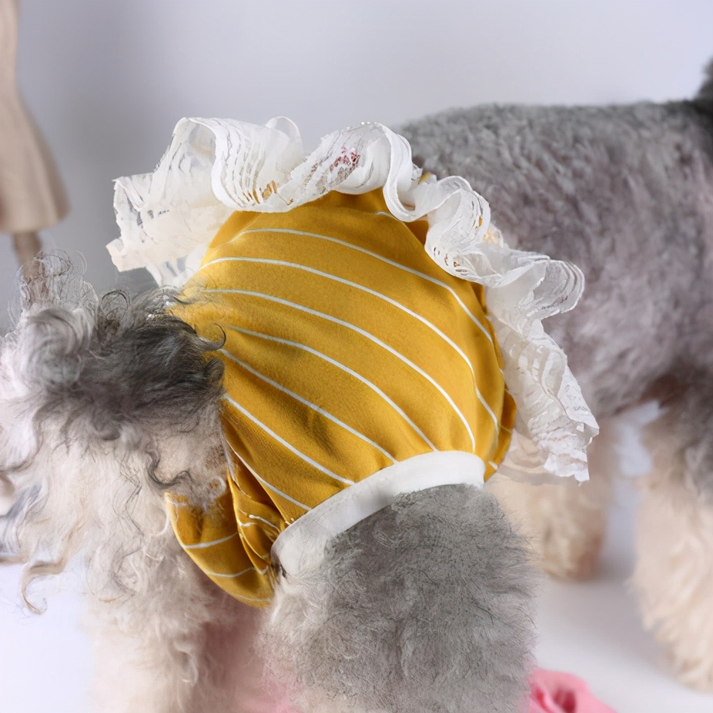 缮宠学堂：狗狗也会来大姨妈，你知道该怎么应对么？