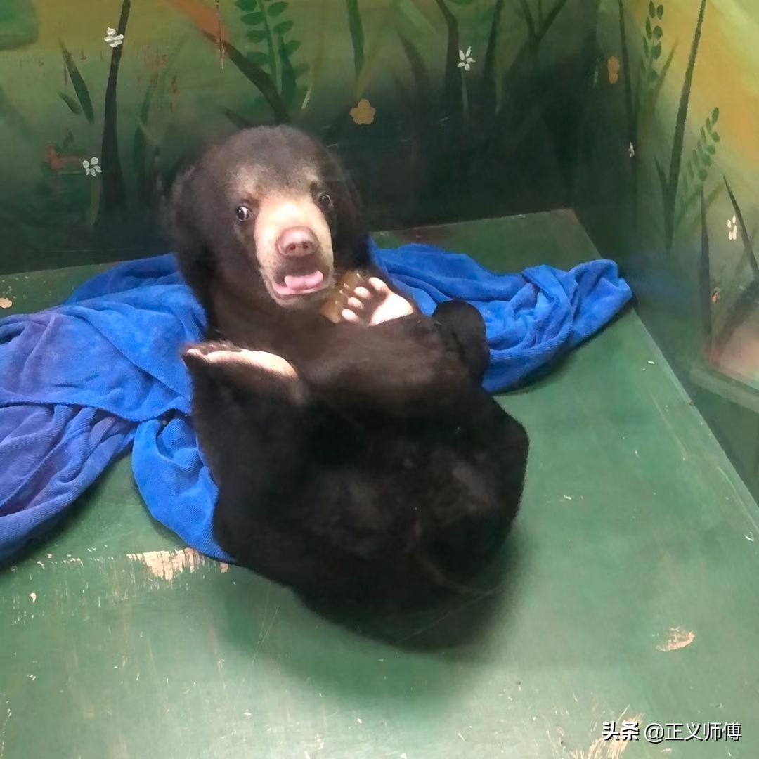 长隆动物园的动物,广州的长隆野生动物园有哪些动物