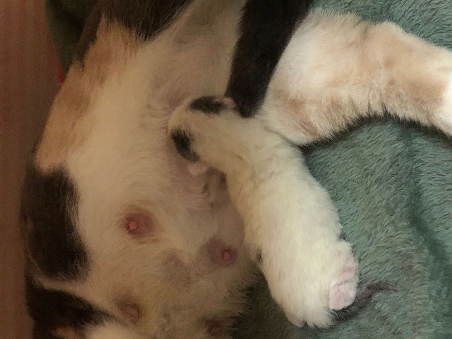 猫咪怎么教小猫咪踩奶,为什么猫咪学不会上马桶