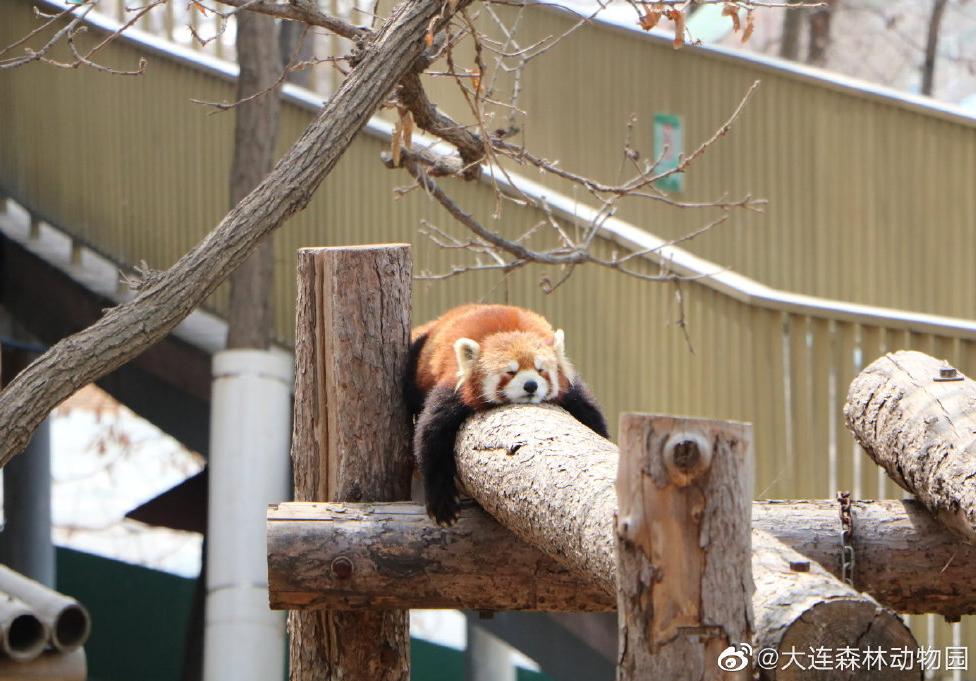 海滩再现绝美荧光海宛如蓝色星河,成都荧光海滩