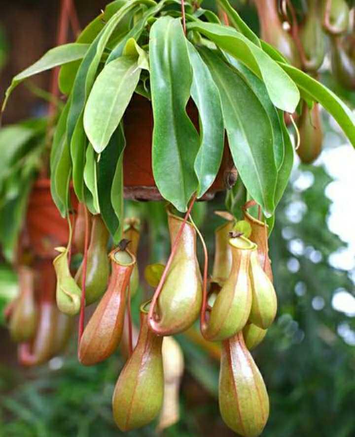 猪笼草能吸引蚊子吗,猪笼草可以吃蚊子吗