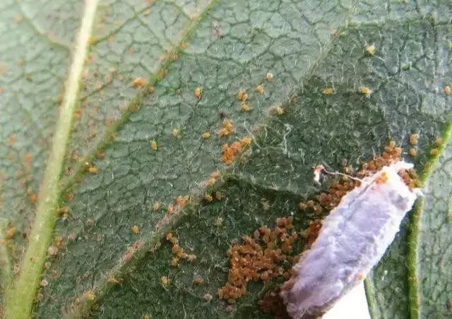 苹果虫害最佳防治方法,苹果各种虫害最佳防治时间