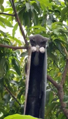 看了整整七分钟，他们最终还是上去了