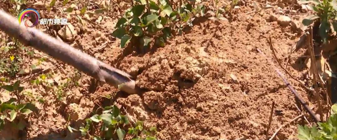 被广东的红火蚁咬了用什么药,多名村民被红火蚁咬伤