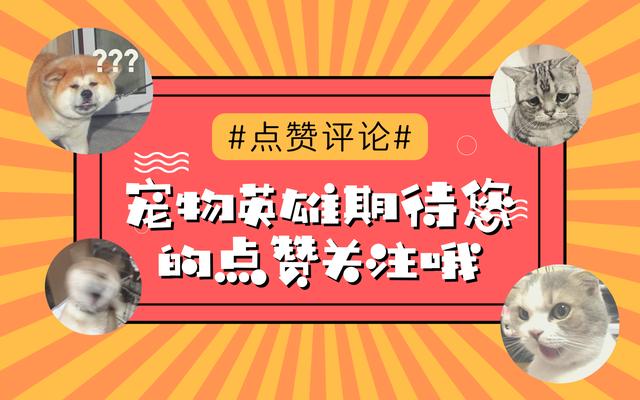 哪种田园猫最值得养,很多人对中华田园犬有些误解