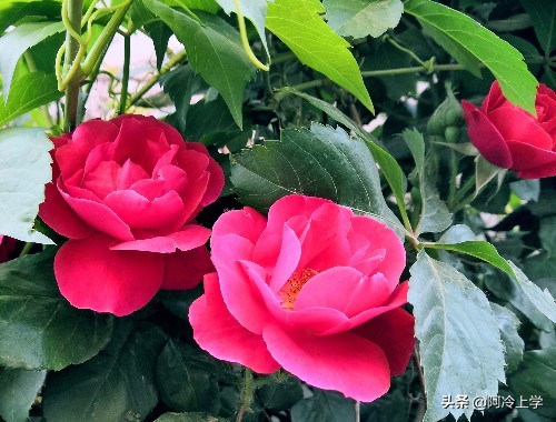 《疲惫的小号》,家长如何培养自己的孩子?孩子学不会也很冤