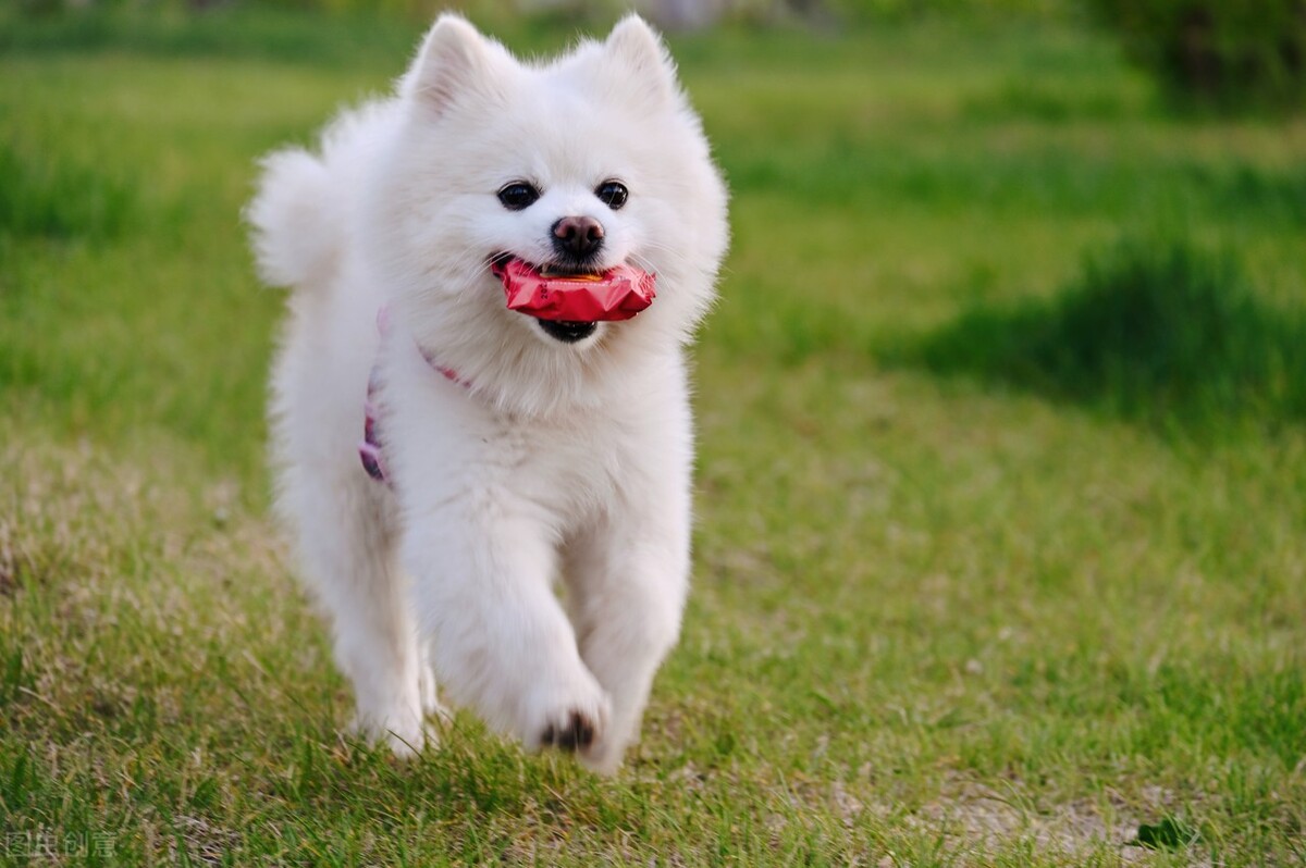 办理狗证的大型犬就可以养了吗,养犬登记指南