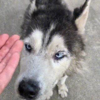 流浪哈士奇偷吃狗粮,哈士奇被饿骨瘦如柴