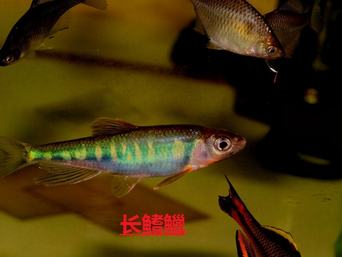 马口鱼又香又脆,马口鱼有灵性吗