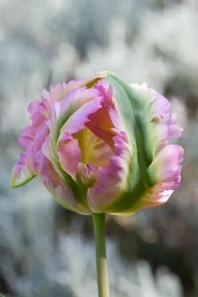 月季花的花花世界,郁金香的花海视频