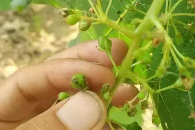 葡萄全年用药一览表2020,葡萄花后病害治疗方法