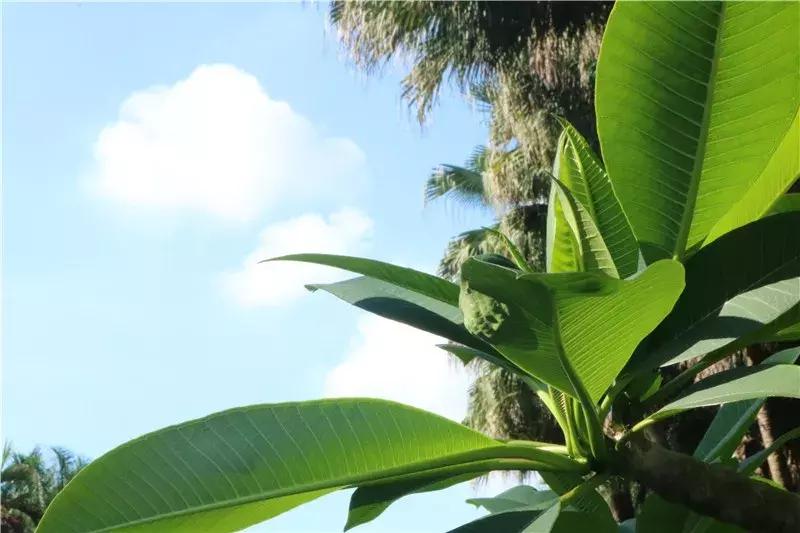 深圳莲花山真的美,深圳莲花山有什么特别的地方