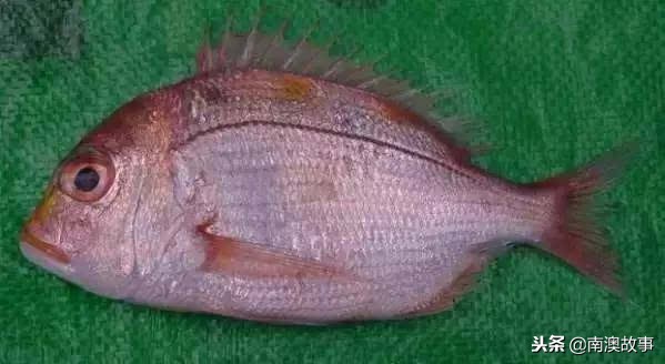 深圳南澳都有哪些海鱼,南澳海常见的海鱼