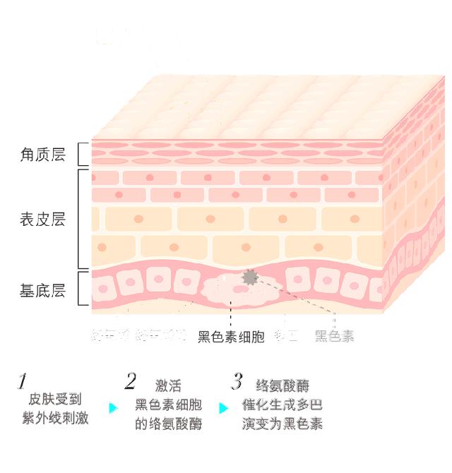 和它们相比,维C真算不上“美白神器”