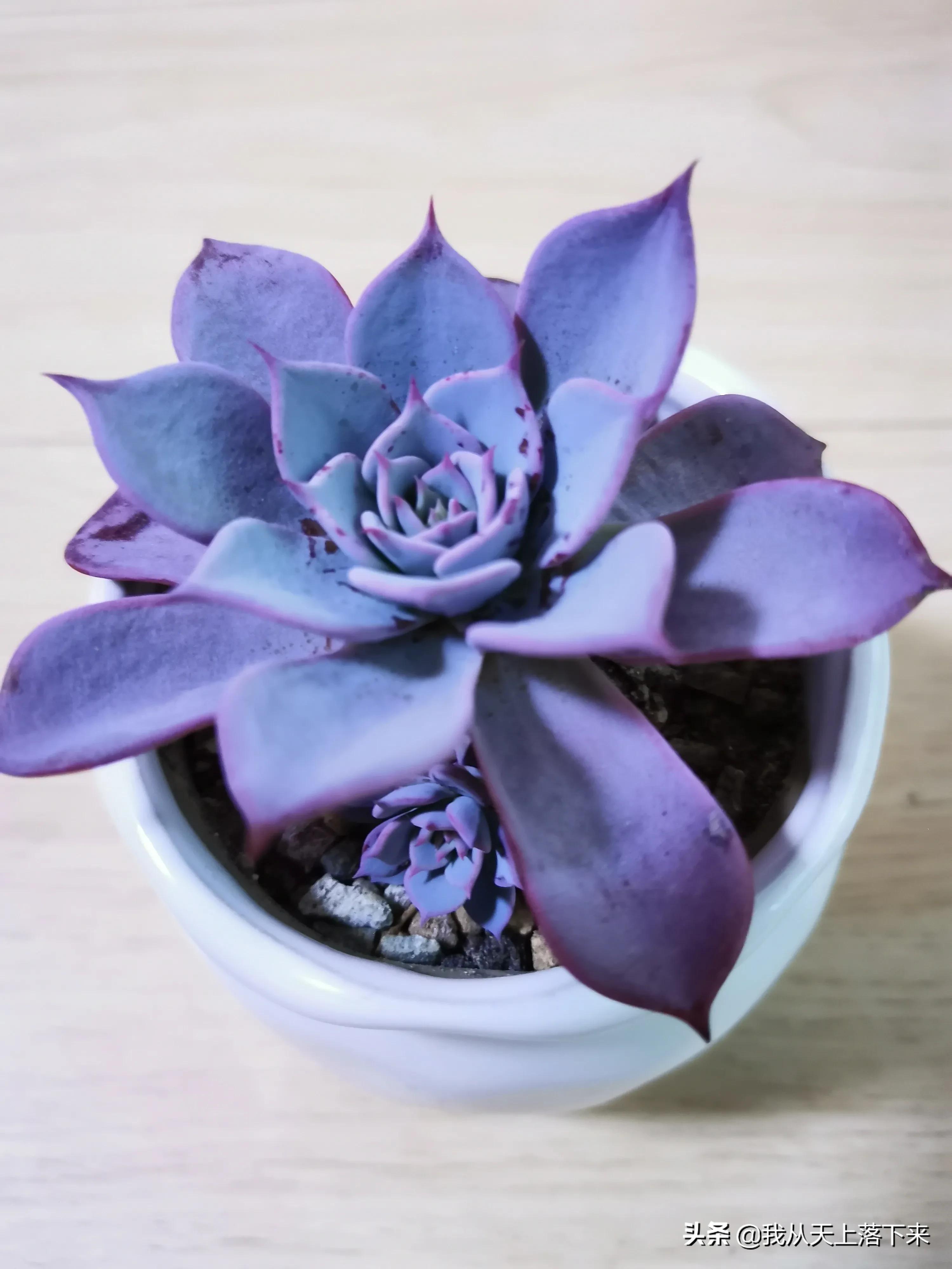 89种常见多肉植物品种图，实物拍摄，还不认识的小伙伴赶紧收藏好