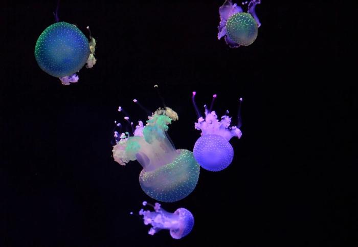 澳洲斑点水母需要什么水养殖,大西洋海刺水母怎么养殖详细攻略