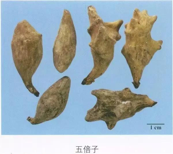 五倍子外用真实效果,中药五倍子功效作用