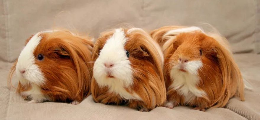 他灌醉了一只豚鼠，战胜了一种癌症，挽救了数百万女性的生命